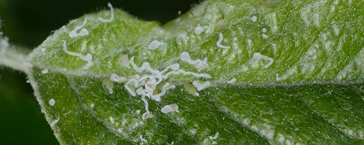 Apfelblattsauger (Cacopsylla mali)