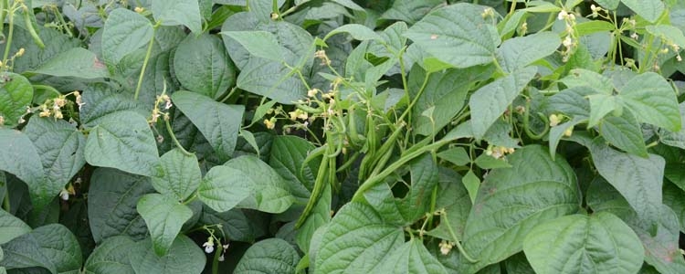 Buschbohnen (Phaseolus vulgaris)