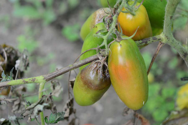 Kraut- und Braunfäule (Phytophthora infestans) an Tomaten 