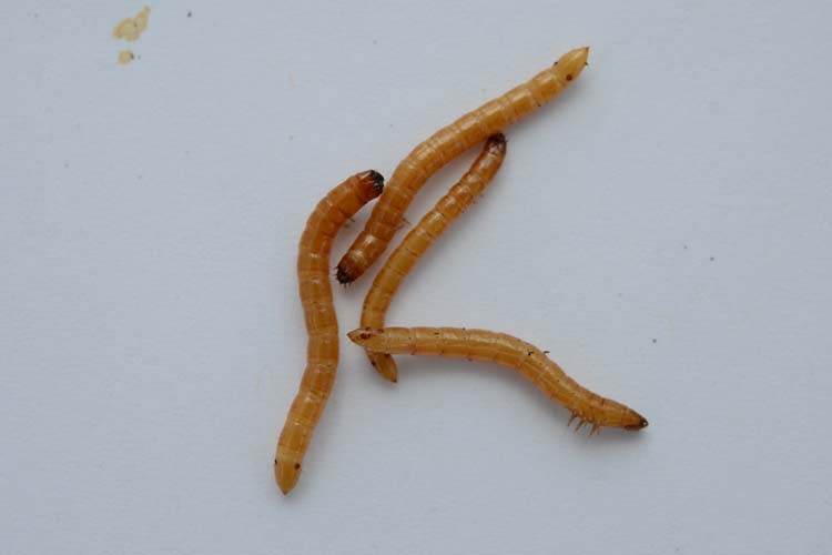 Drahtwürmer (Agriotes lineatus)