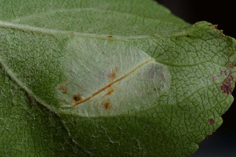 Faltenminiermotte (Phyllonorycter blancardella) an Apfelblättern