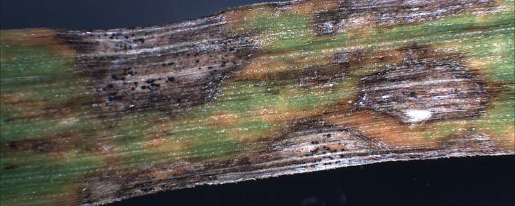 Ascochyta Blattflecken (Ascochyta spp.) 