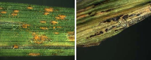 Uromyces dactylidis var. poae an gemeiner Rispe (Poa trivialis): Uredo- (links), Teleutolager (rechts)