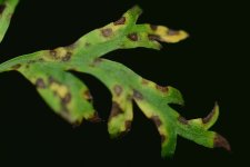 Cercospora-Blattfleckenkrankheit (Cercospora carotae).