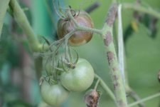 Kraut- und Braunfäule an Tomaten (Phytophthora infestans).