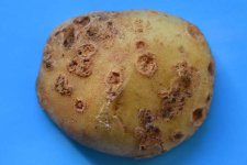 Kartoffelschorf - Tiefschorf (Streptomyces spp.).