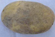 Colletotrichum-Welkekrankheit an Kartoffeln (Colletotrichum coccodes).