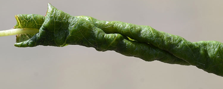 Blennocampa pusilla (Rosenblattrollwespe)