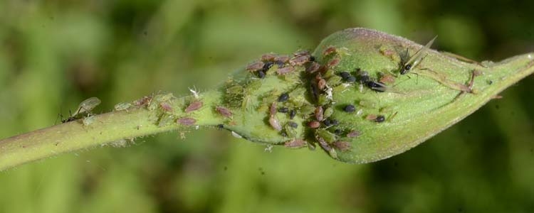 Macrosiphum rosae (Blattlaeuse)