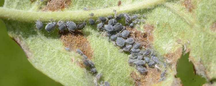 Dysaphis plantaginea (mehlige Apfelblattlaus)