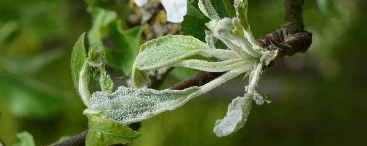 Podosphaera leucotricha (echter Mehltau des Apfels)