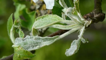 Apfelbaum: Krankheiten & Schädlinge - Plantura