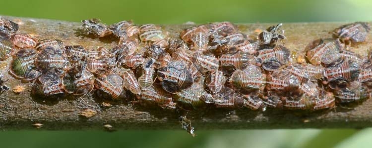 Birnblattsauger (Cacopsylla spp.)