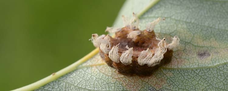 Gymnosporangium sabinae (Birnengitterrost)