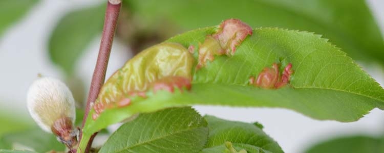 Kräuselkrankheit des Pfirsichs (Taphrina deformans)