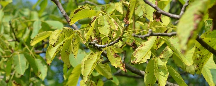 Blattfleckenkrankheit an Walnuss (Marssonina juglandis)