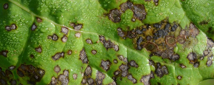Blattflecken (Cercospora beticola) an Zuckerrüben