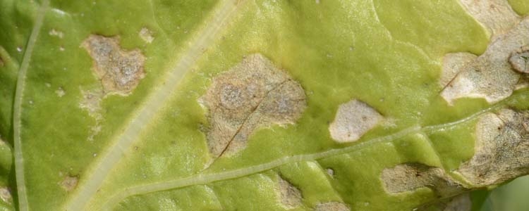 Blattflecken an Zuckerrüben (Ramularia beticola)