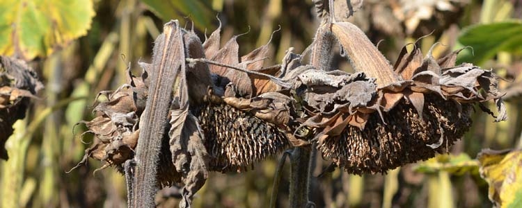 Grauschimmelfäule (Botrytis cinerea) Sonnenblumen
