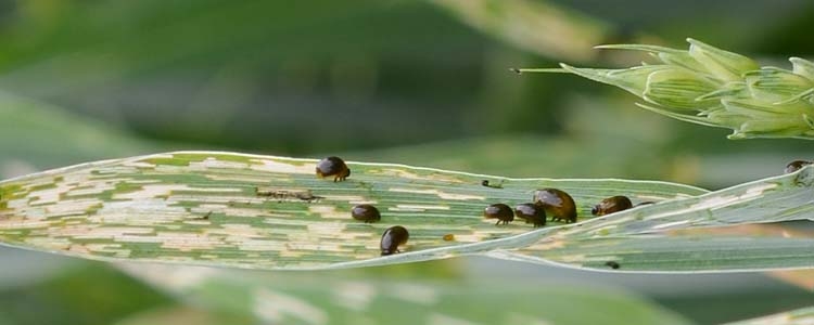 Getreidehähnchen (Oulema sp.)