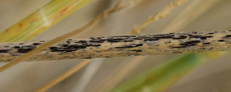 Schwarzrost (Puccinia graminis)