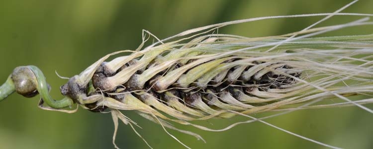 Gerstenhartbrand (Ustilago hordei)