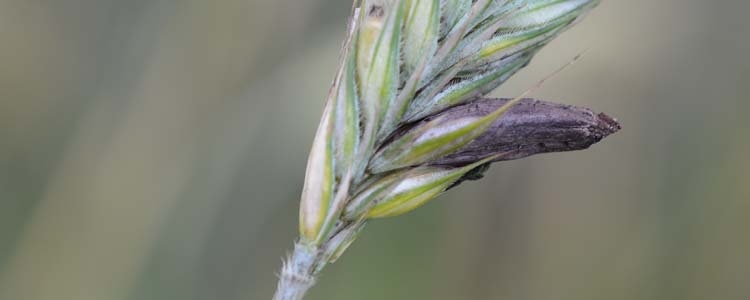Mutterkorn (Claviceps purpurea) an Roggen