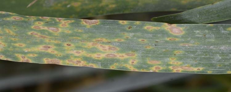 Ramularia Blattflecken (Ramularia collo-cygni)