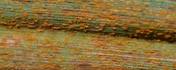 Kronenrost (Puccinia coronata)