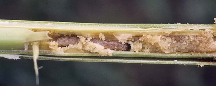 Maiszünsler (Ostrinia nubilialis)