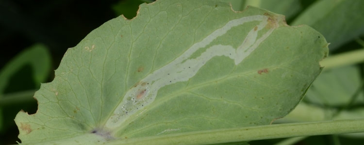 Erbsenminierfliegen (Phytomyza horticola)