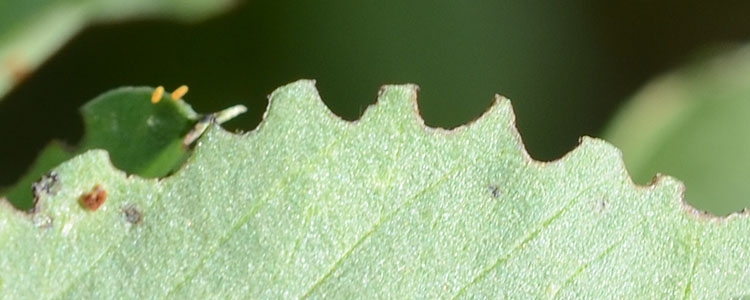 Erbsenblattrandkäfer (Sitona lineatus)