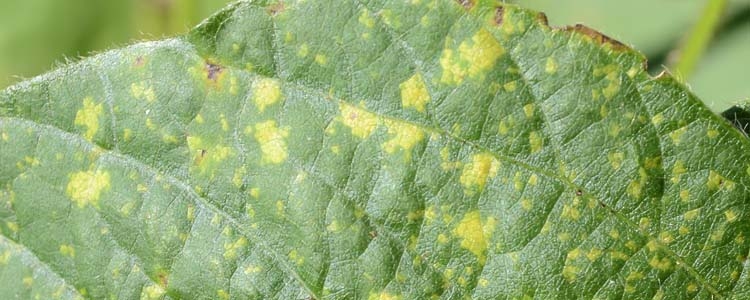 Falscher Mehltau der Sojabohnen (Peronospora manshurica)