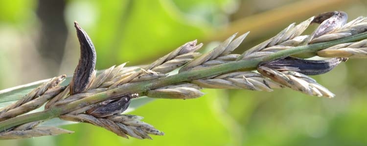 Mutterkorn (Claviceps purpurea)