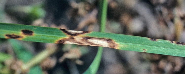 Blattflecken (Ascochyta sp.)