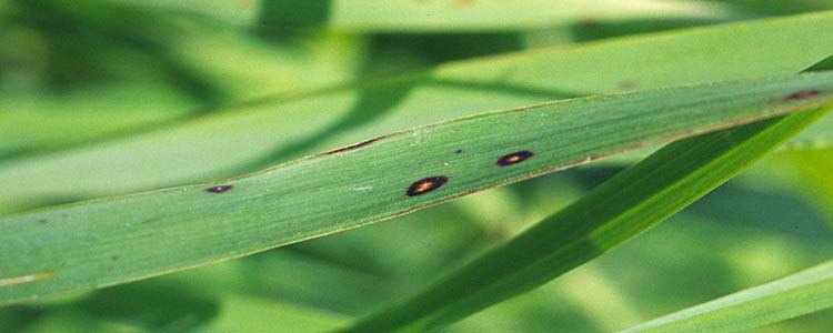 Augenfleckenkrankheit (Kabatiella zeae)
