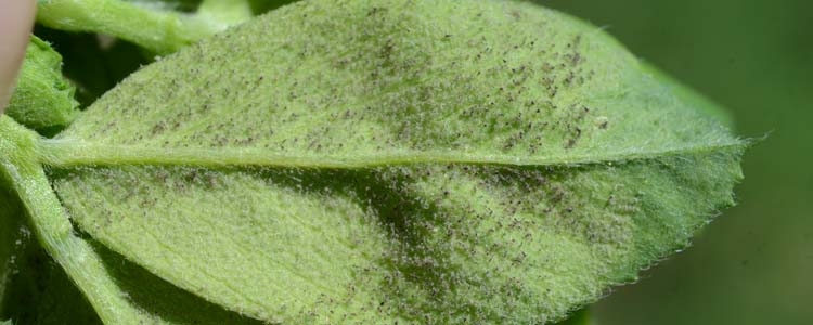 Falscher Mehltau (Peronospora trifoliorum)