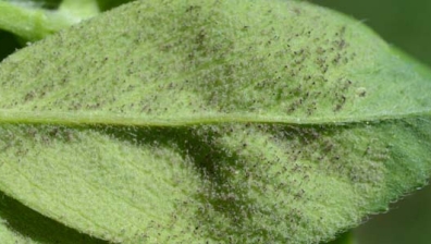 Peronospora trifoliorum