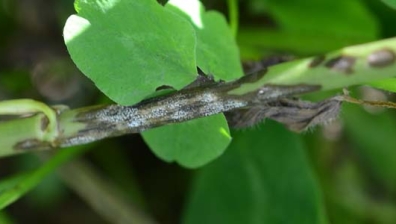 Colletotrichum trifolii