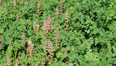 Orobanche minor