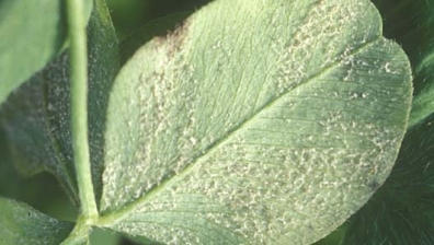 Peronospora trifoliorum