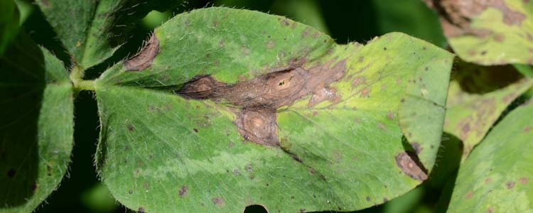 Braunfleckenkrankheit (Stemphylium sarciniforme)