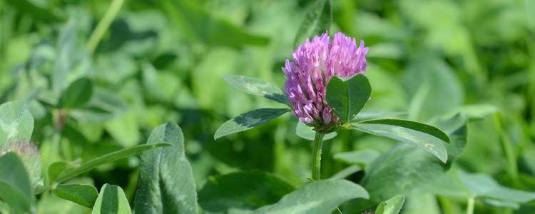 Rotklee (Trifolium pratense)