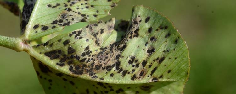 Kleeschwärze (Cymadothea trifolii)