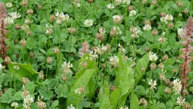 Orobanche minor