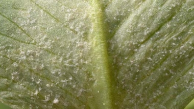 Peronospora trifoliorum