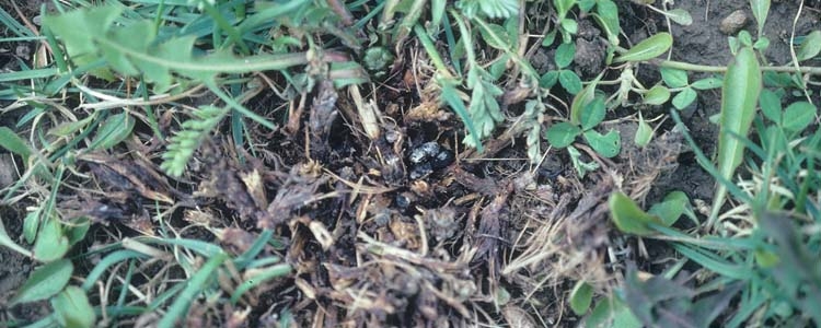 Kleekrebs (Sclerotinia sclerotiorum)