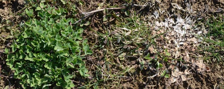 Kleekrebs (Sclerotinia trifoliorum)