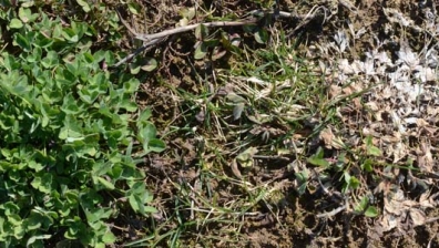 Sclerotinia trifoliorum