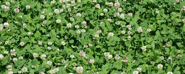 Weissklee (Trifolium repens)